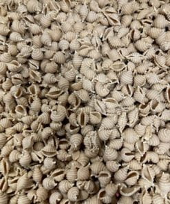 Sprouted Sourdough Shell Pasta